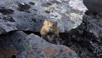 Сегодня отмечается Международный день гор, что особо значимо для Камчатки