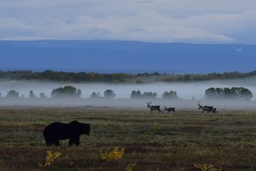 Международный День прав животных отмечается одновременно с Днём прав человека 0