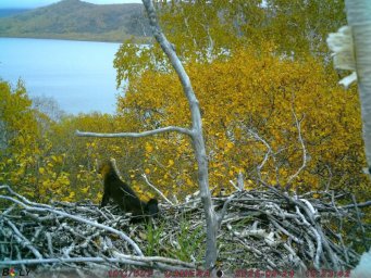 Фотоловушки раскрыли тайны гнездовой жизни белоплечих орланов на озере Начикинском в Камчатском крае 3