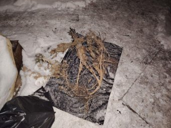 Мужчина занимался выращиванием незаконных кустов на территории своего частного дома на Камчатке 1