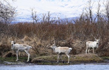Дикие северные олени вернулись на летние пастбища на Камчатке 4