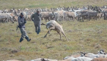 С вертолета не заметили табун, и олени в панике разбегались на Камчатке С вертолета не заметили табун, и олени в панике разбегались на Камчатке