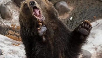 Пробуждаются после зимней спячки медведи на Камчатке