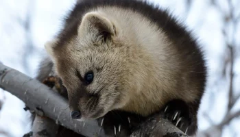 109 лет исполнилось заповедному делу в России