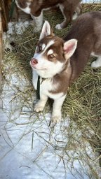 Встречи с заповедной природой ждут гостей на &laquo;Елизовском спринте&raquo; в Камчатском крае 0