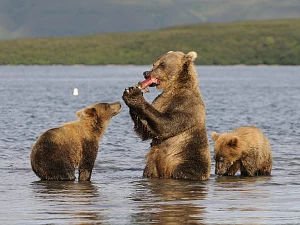Исполнилось 43 года со дня создания Южно-Камчатского заказника