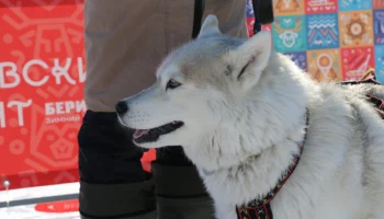 Подготовка к юбилейному «Елизовскому спринту» началась на Камчатке Подготовка к юбилейному «Елизовскому спринту» началась на Камчатке