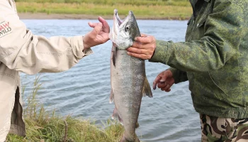 Камчатские депутаты работают над проектом закона о передаче конфискованной рыбы в приюты для животных