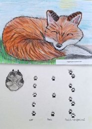 Гранты на создание блогов и настольных игр о дикой природе получат юные натуралисты Камчатки 8