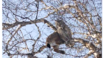 Несколько дней караулили рысь под деревом собаки на Камчатке