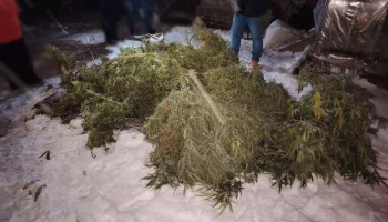 Мужчина занимался выращиванием незаконных кустов на территории своего частного дома на Камчатке Мужчина занимался выращиванием незаконных кустов на территории своего частного дома на Камчатке