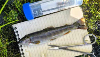 Уникальную экосистему озера Арбунат исследовали ученые на Камчатке