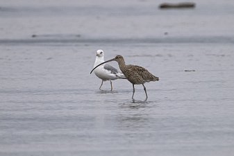 О водоплавающих и околоводных птицах рассказали в Кроноцком заповеднике на Камчатке 4