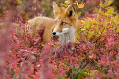 Одним из самых интересных объектов для наблюдения в разные времена года остаются лисы на Камчатке 6