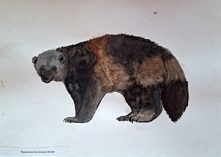 Уникальный определитель следов диких животных готовят юннаты на Камчатке 0