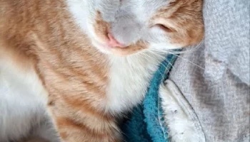 Котика, истерзанного собаками, спасли неравнодушные жители Камчатки