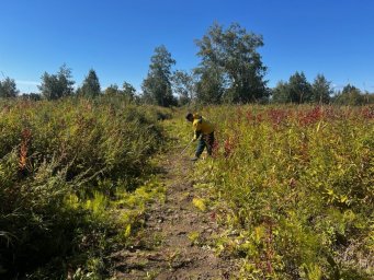 Агротехнические уходы запланированы к проведению на Камчатке 2