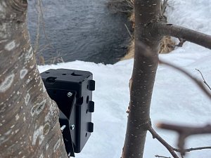 Возвращение диких северных оленей призваны зафиксировать фотоловушки Кроноцкого заповедника на Камчатке 2