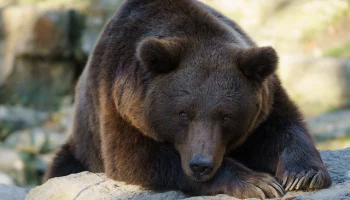 Выходов медведей не ожидается в ноябре в населенных пунктах Камчатского края