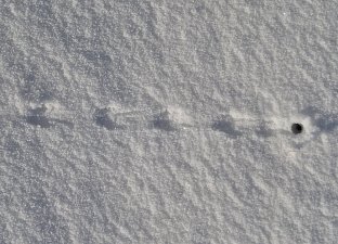 Уникальный определитель следов диких животных готовят юннаты на Камчатке 6