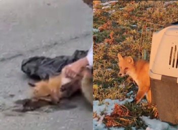 Пострадавшему ястребу&ndash;тетеревятнику оказали помощь на Камчатке 0