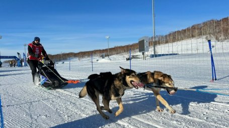 Старт многодневной гонке на собачьих упряжках &laquo;Берингия.Авача &ndash;2026&raquo; дан на Камчатке 2