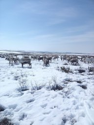 В оленьих табунах на Севере Камчатки появляются на свет оленята-каюю 4
