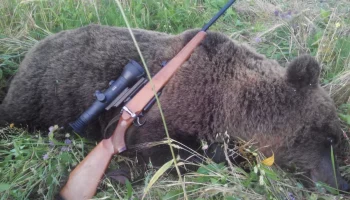 Открывается сезон охоты на медведей, снежных баранов и волков на Камчатке Открывается сезон охоты на медведей, снежных баранов и волков на Камчатке