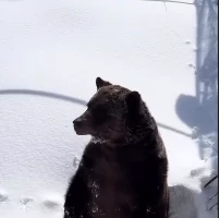 Принято решение об отстреле медведей до 27 апреля в Вилючинске на Камчатке