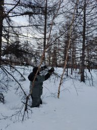 Урожайность семян лиственницы оценили в Быстринском лесничестве на Камчатке 0