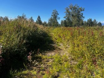 Агротехнические уходы запланированы к проведению на Камчатке 1