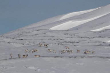 Северные олени по окончании брачного сезона побрели в горы на Камчатке 3