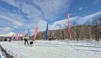 Соревнования по ездовому спорту состоятся завтра, 21 февраля, в столице Камчатки