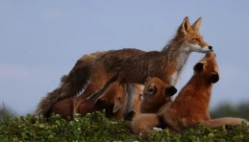 На Камчатке в Кроноцком заповеднике продолжаются съёмки фильма о рыжих хищниках