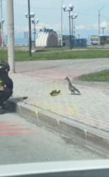 Медведь замечен на сопке в районе улицы Пограничной в Петропавловске-Камчатском 1