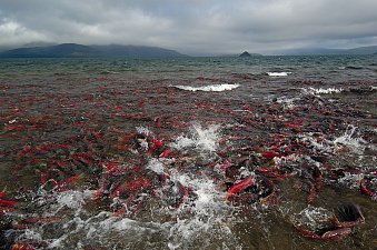 Грант Президентского фонда природы на сохранение нерки получил Кроноцкий заповедник на Камчатке 1