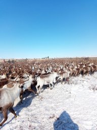 В оленьих табунах на Севере Камчатки появляются на свет оленята-каюю 2