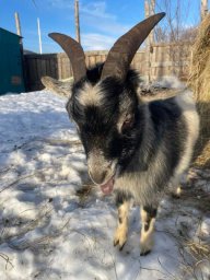 Поздравить главное животное наступающего года можно в конном центре &laquo;Лошади Камчатки&raquo; 3