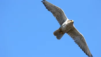 Чукотские браконьеры задержаны за незаконный отлов кречетов на Камчатке