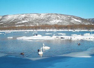 Факторы, влияющие на интенсивность строительства нерестовых гнёзд нерки, предстоит выяснить ученым на Камчатке 3