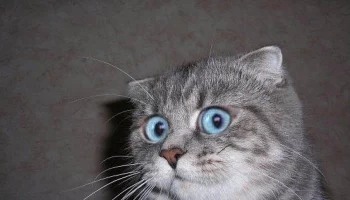 Выявлены личинки паразитов в рыбных консервах, произведенных на Камчатке