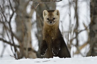 Международный День прав животных отмечается одновременно с Днём прав человека 4