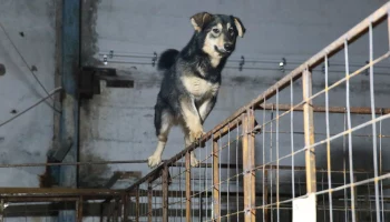 На Камчатке в Кеткино  идет оборудование еще одного бокса по содержанию собак