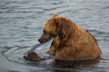 Благословенное время медвежьей рыбалки началось на Курильском озере в Камчатском крае 2