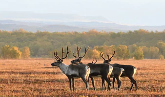 Сегодня исполняется 91 год Кроноцкому заповеднику на Камчатке Сегодня исполняется 91 год Кроноцкому заповеднику на Камчатке