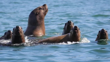 Международный День прав животных отмечается одновременно с Днём прав человека Международный День прав животных отмечается одновременно с Днём прав человека