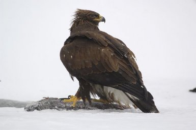 День зимующих птиц отмечается сегодня на Камчатке 0