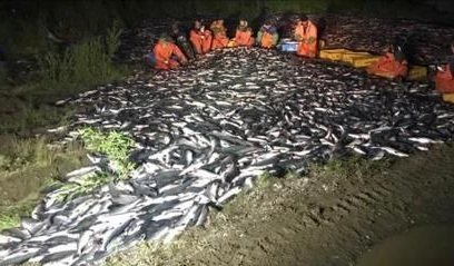 На Камчатке в Соболевском районе обнаружена масштабная несанкционированная свалка рыбы 0