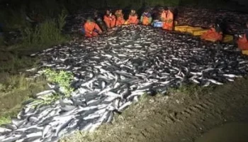 На Камчатке в Соболевском районе обнаружена масштабная несанкционированная свалка рыбы