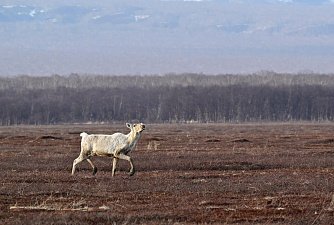 Дикие северные олени вернулись на летние пастбища на Камчатке 3